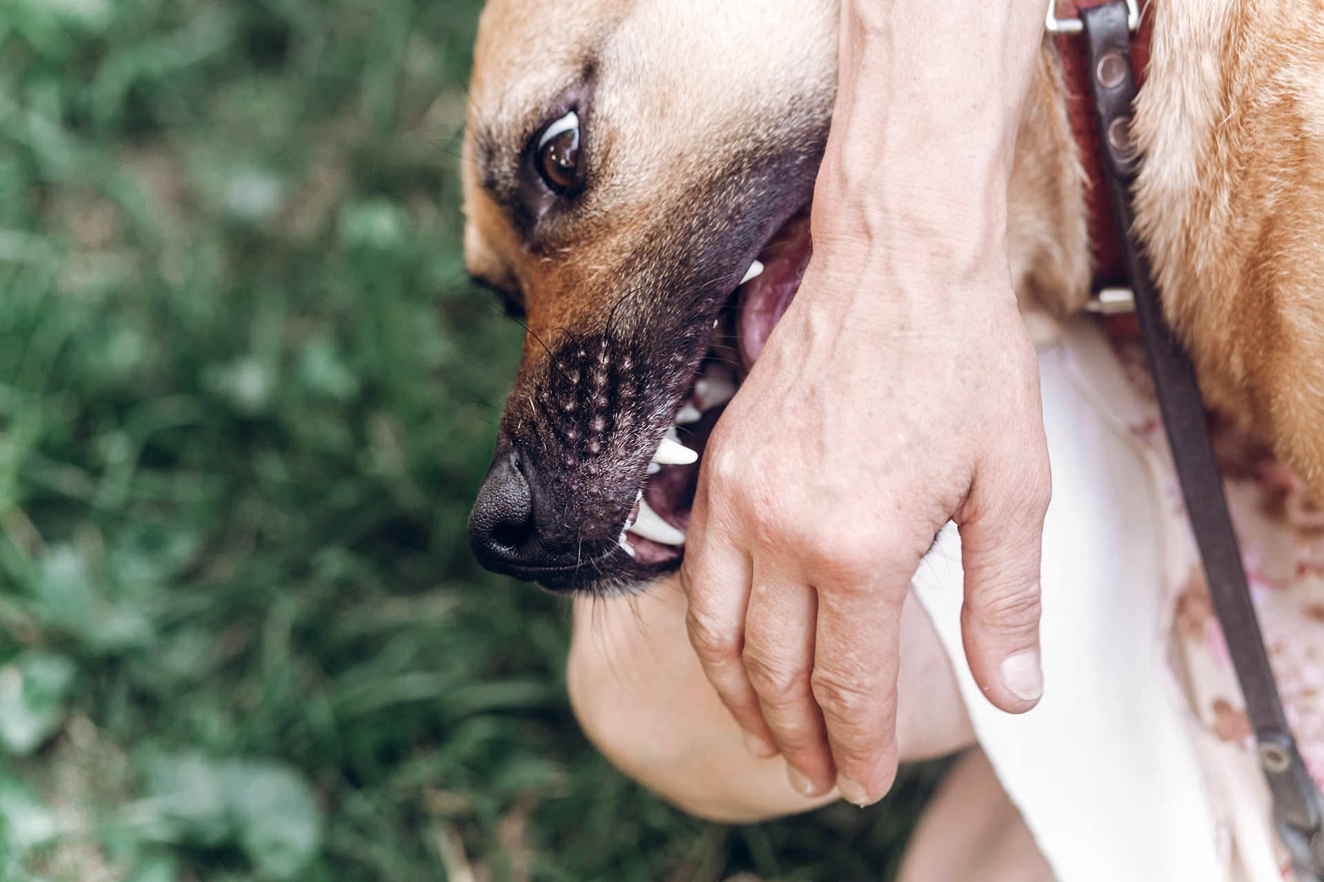 Dog & Animal Bite Attorneys | Miami Dog Bite Lawyers